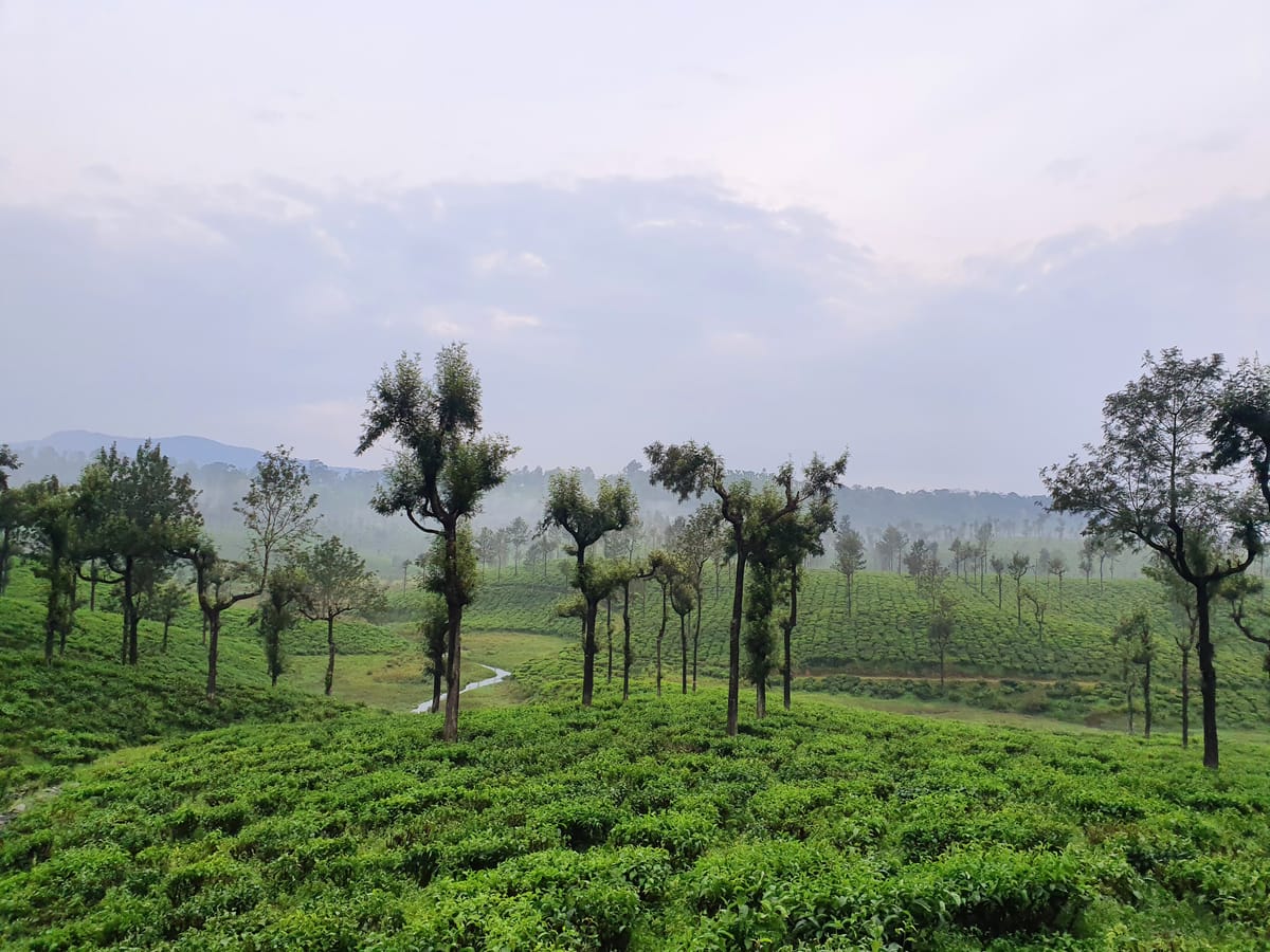 Munnar - 2019